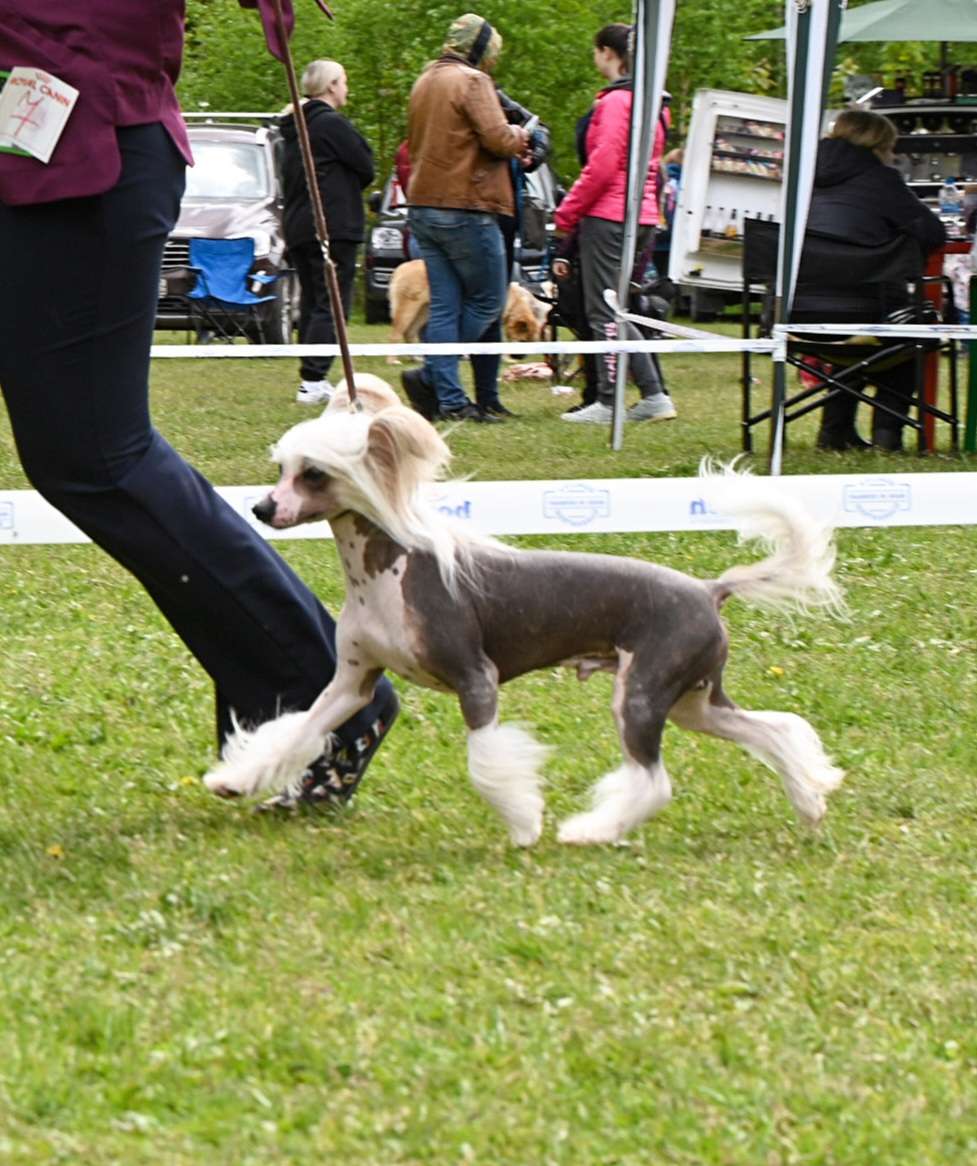 Kovimoti Karbonelli Giovanni Tadeus