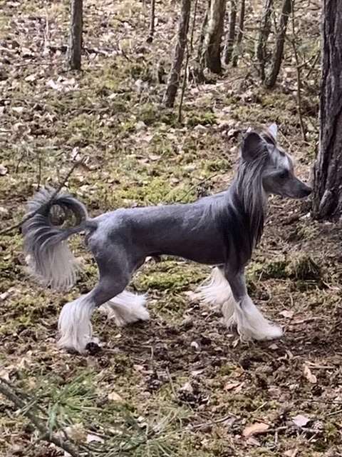 Groot  Ankadi