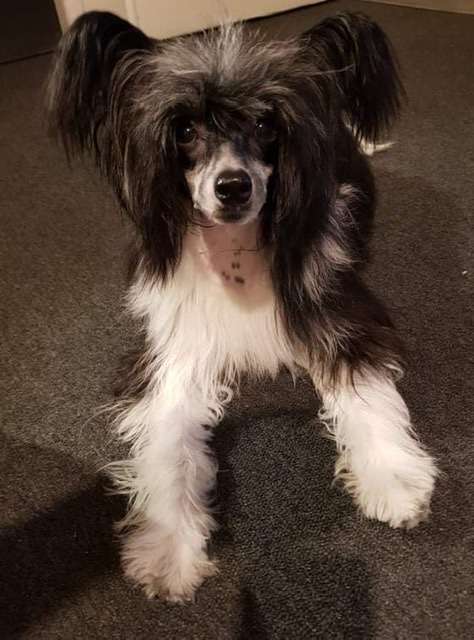 Ginger powder Ankadi