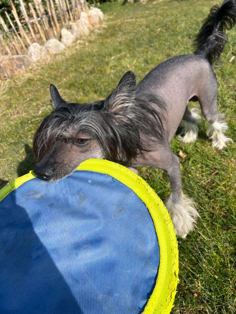 Kiron HaFi of Purple Rain