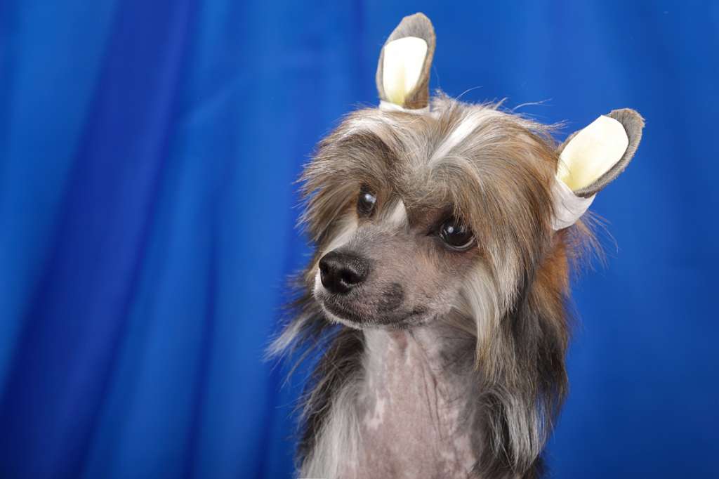 Style Bravo Sherlock