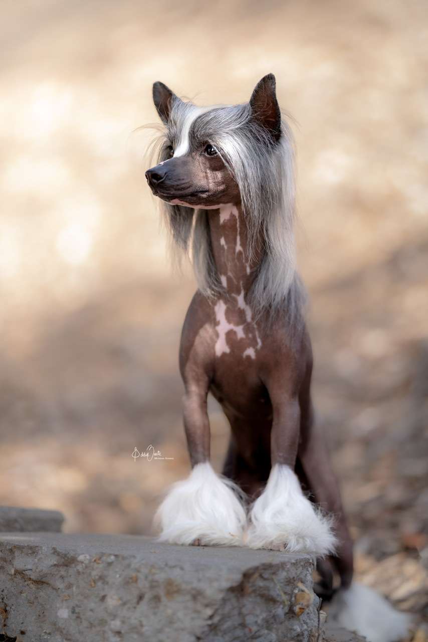 Cristall MyAngel The Queen has Spoken AOM