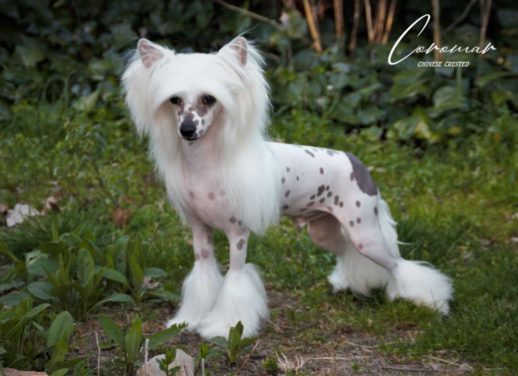 CH.Coromar Elton Joy