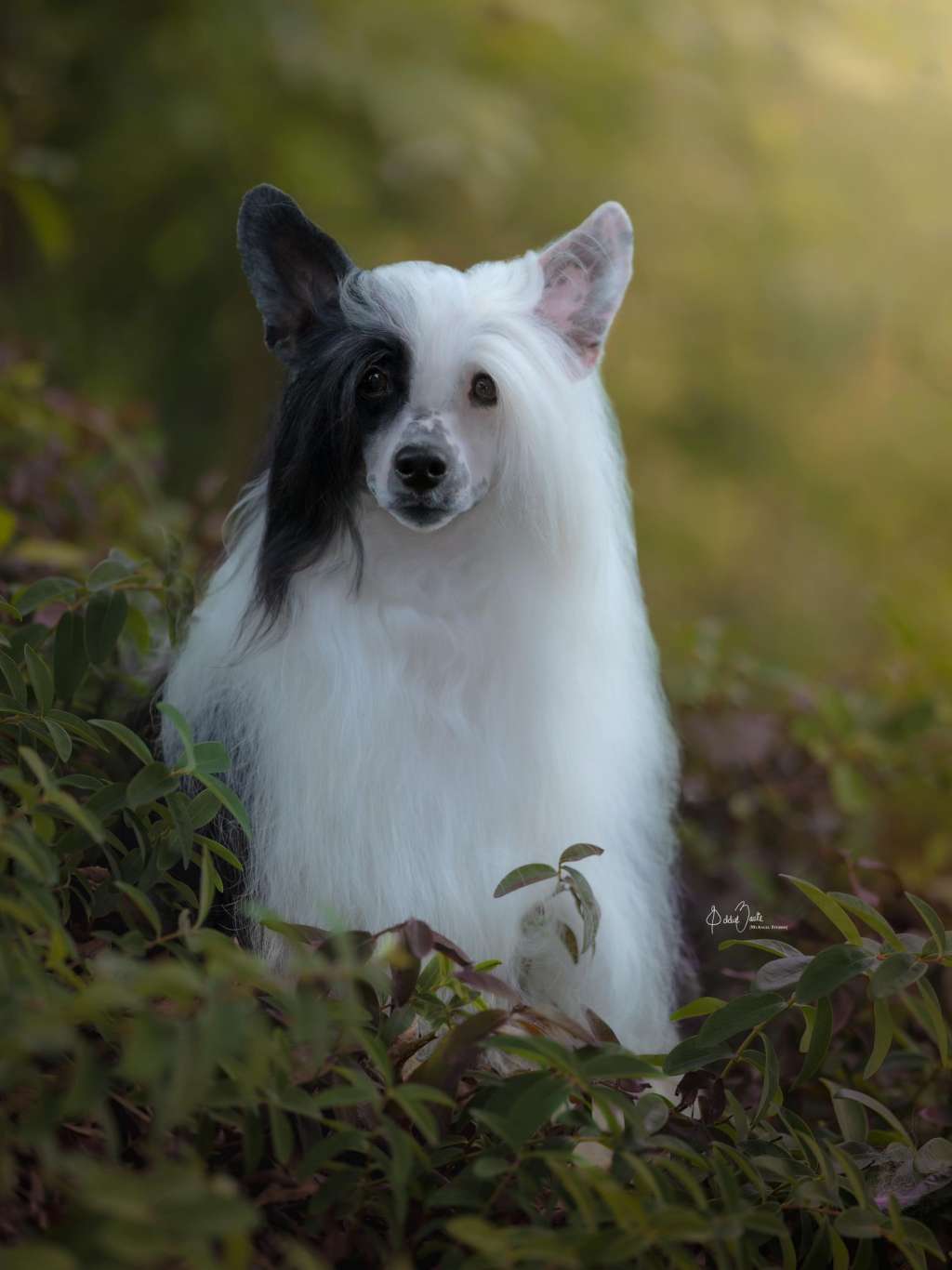 Orenda Viva Phantom Pete