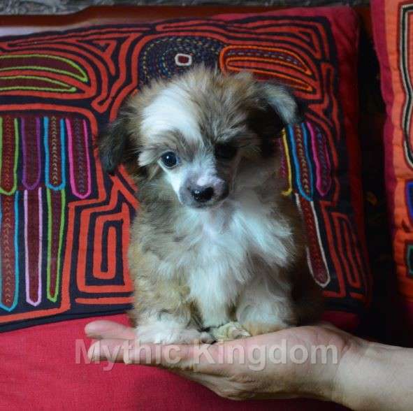 Mythic Mini Crini Vivienne