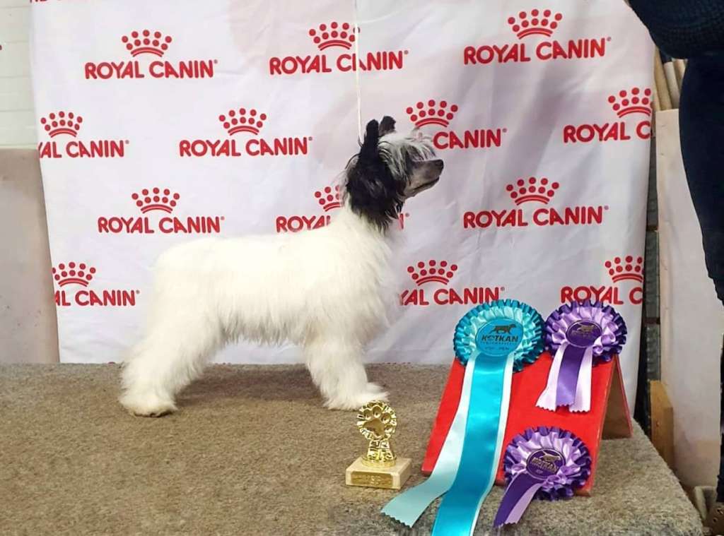 Viavrois Doctor Diamond