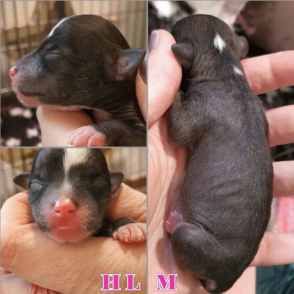 Viavrois Daydream Dude