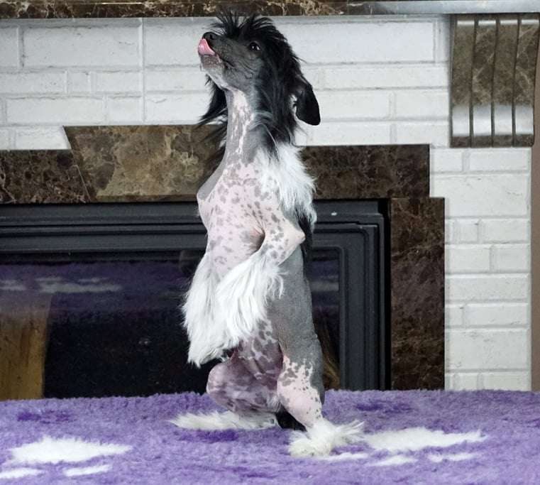 Lokki Planet Of Dream