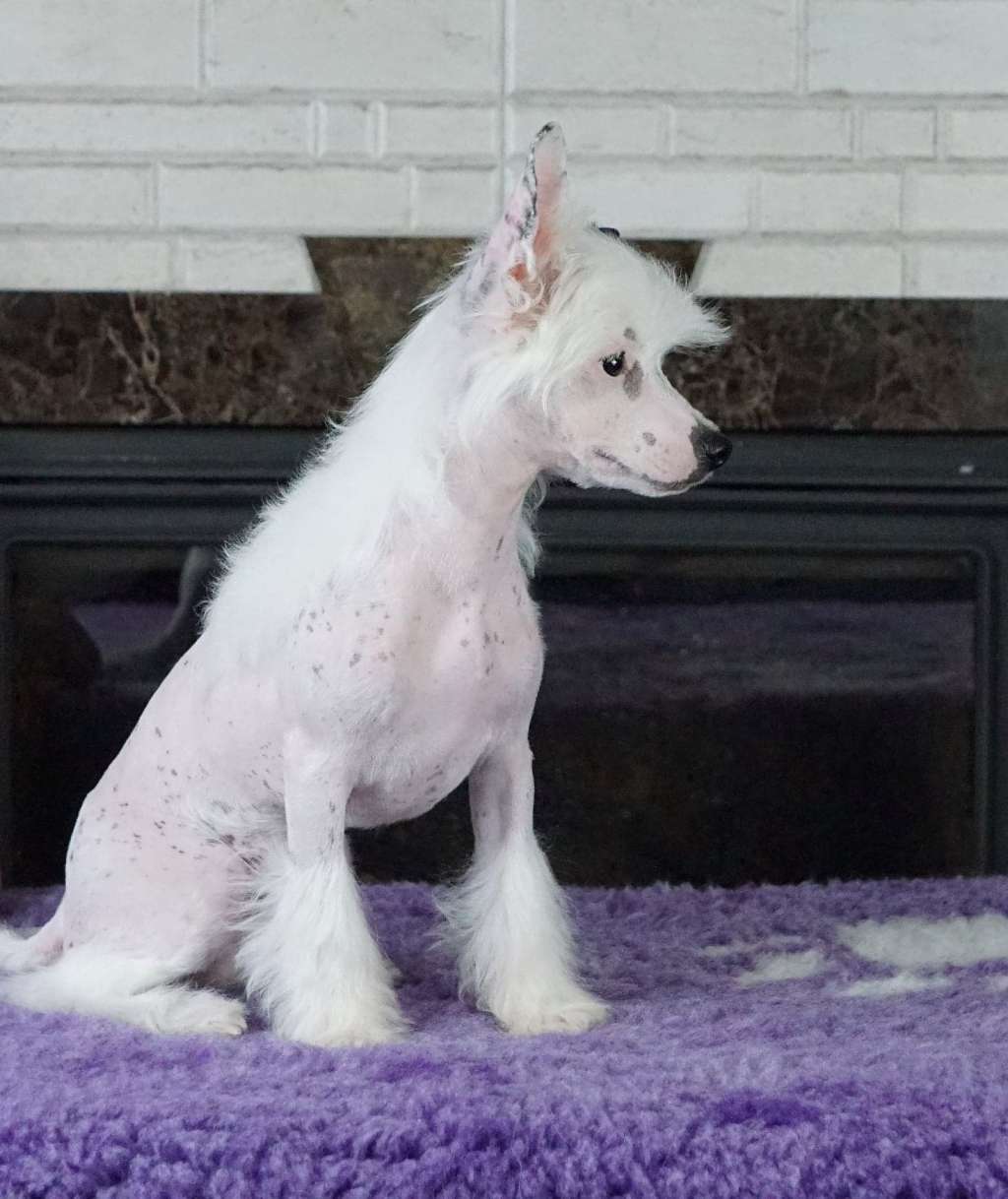 Monro Planet Of Dream