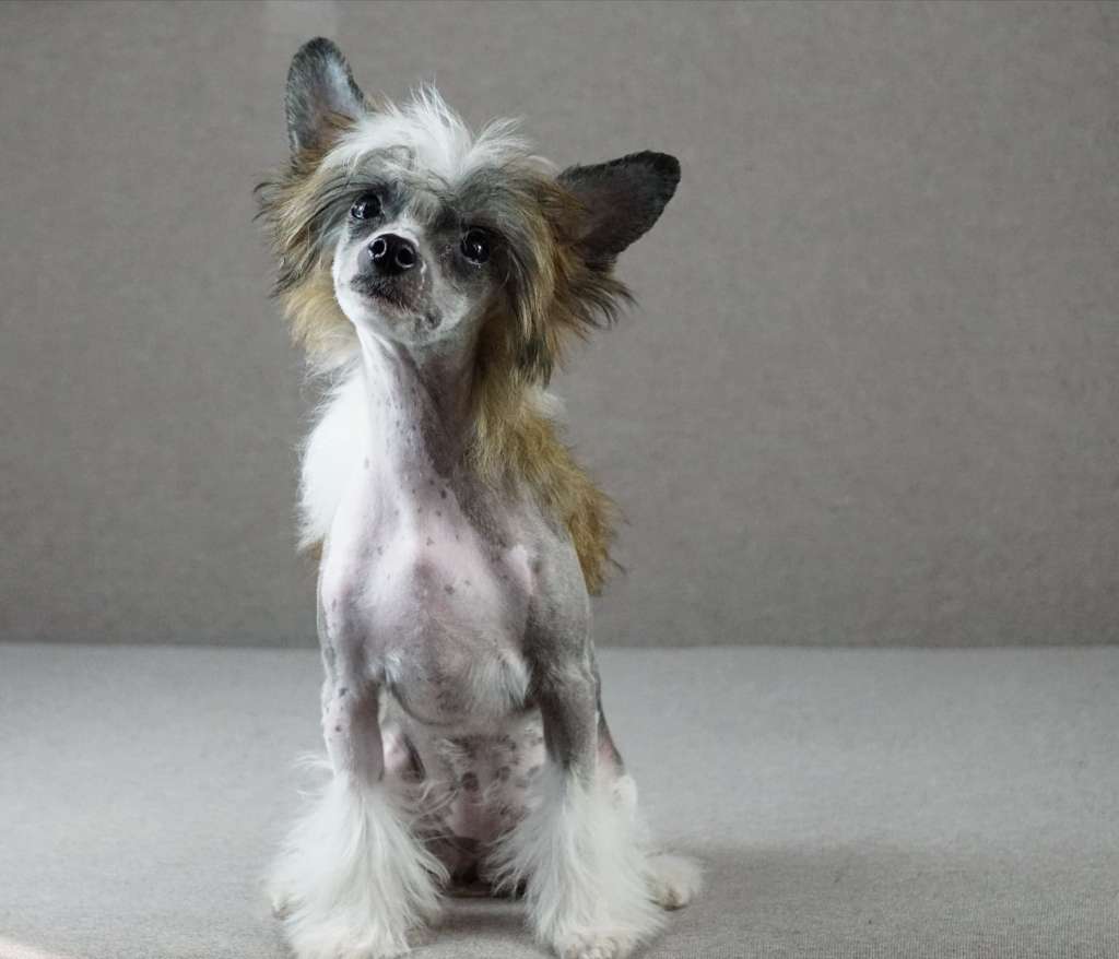 Margo Planet Of Dream