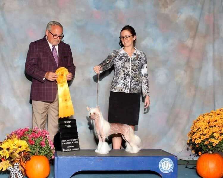 GCHB CH Windsongs Strawberry Creme Tarte Truffle