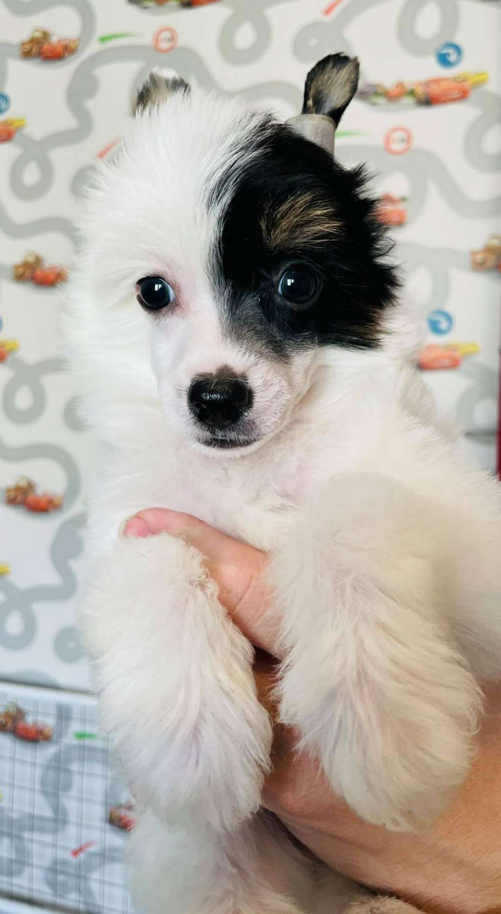 Rolana Family Zhe Tem