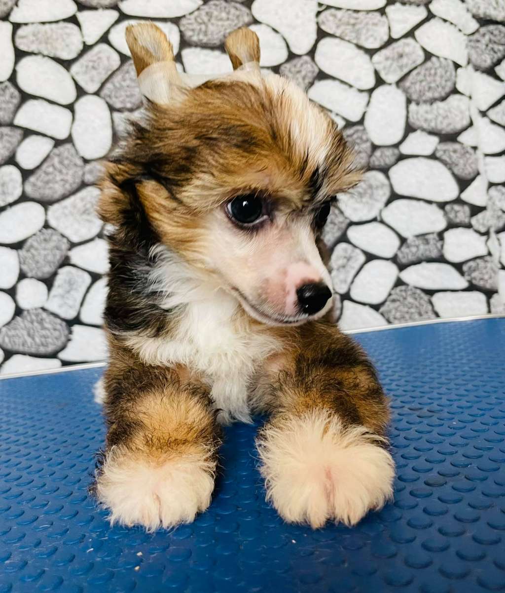 Rolana Family Zhan Pol'