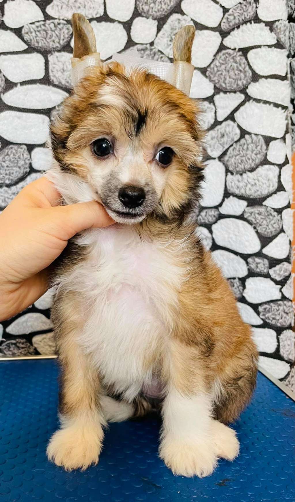 Rolana Family Zheneva