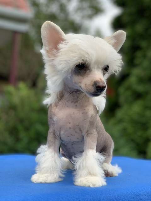 AkDeniz Love Me T]ender