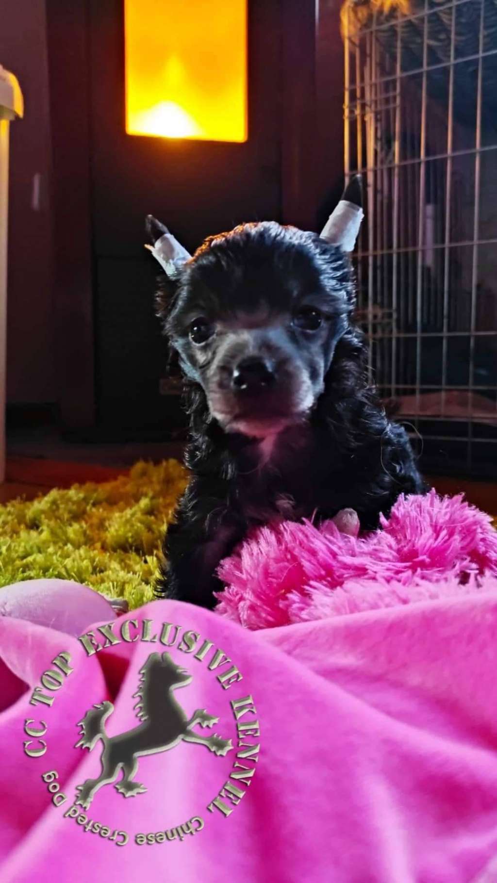 Cc Top Exclusive " Emily Elizabeth "