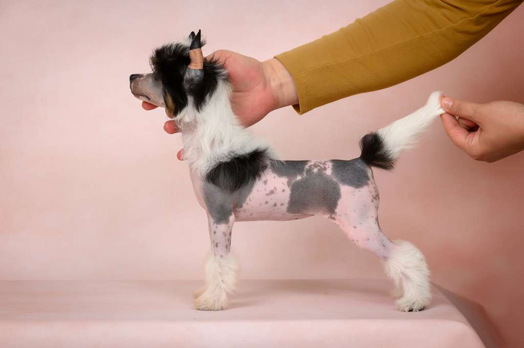 Lorita Star Slivochnaya Glazur'