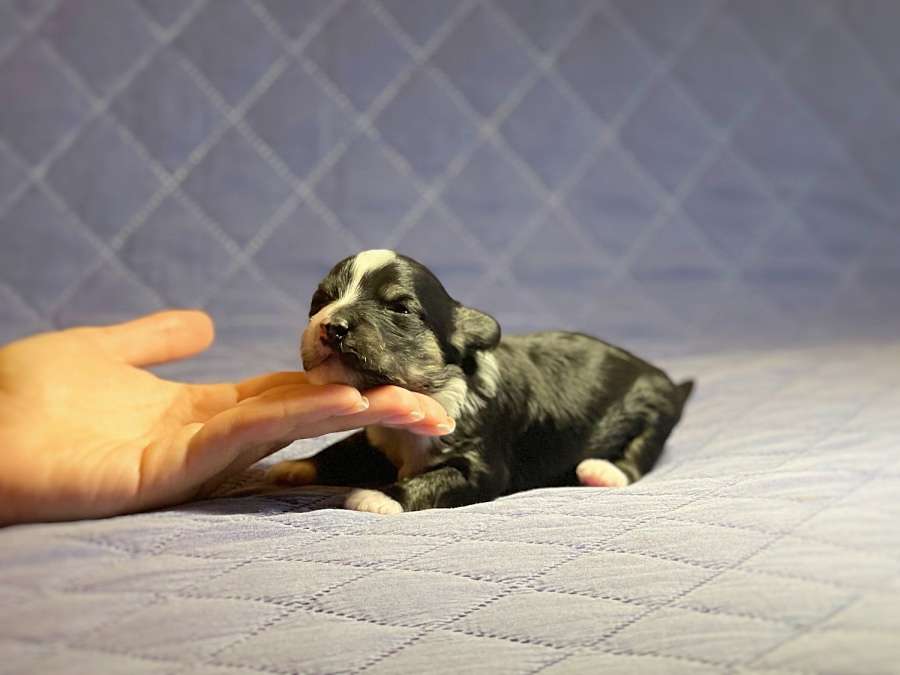 Quicksilver Grace Forever