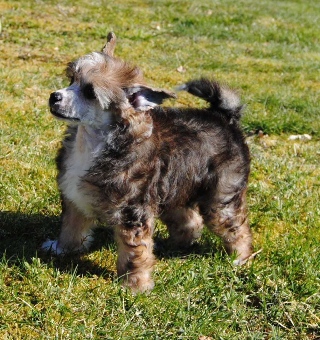 Krysolit Miss Sunshine