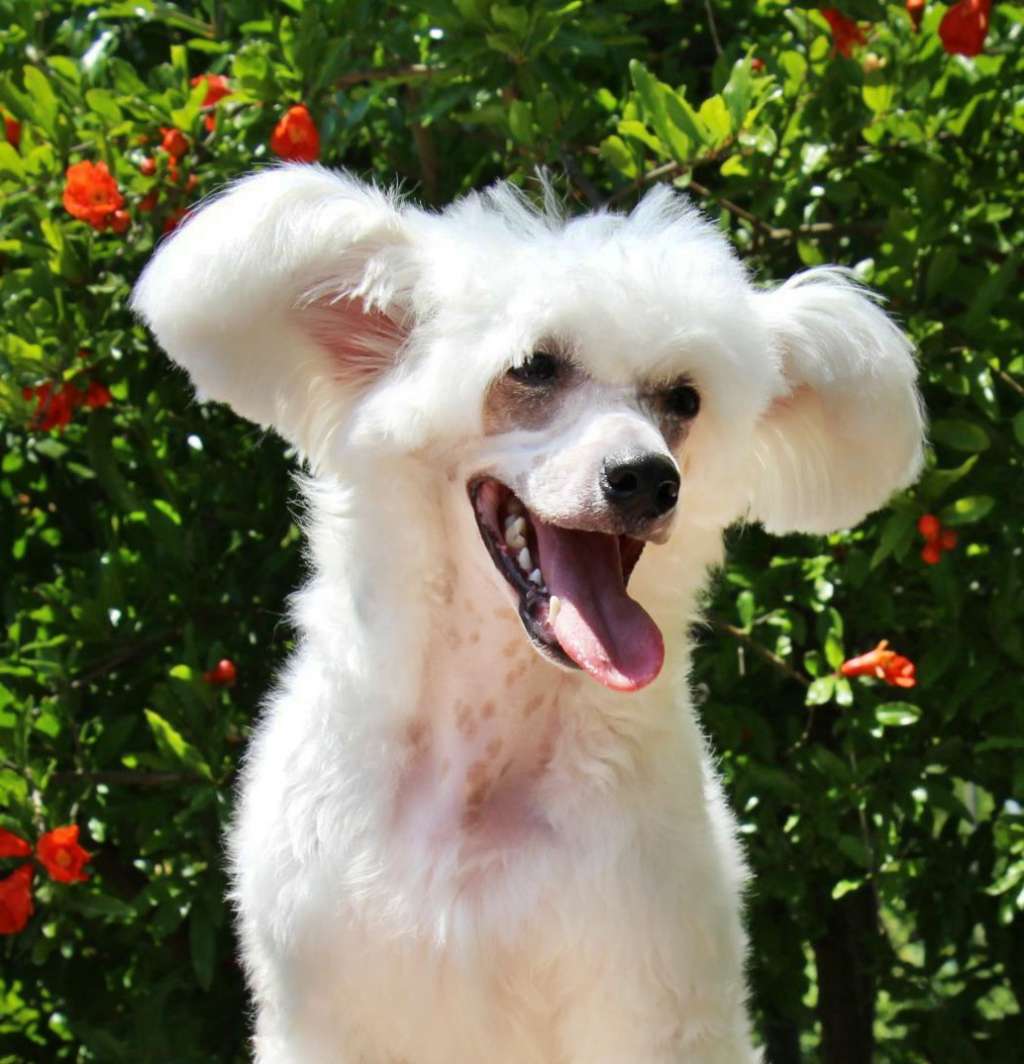 Gallurius Tsentik na Schast'ye