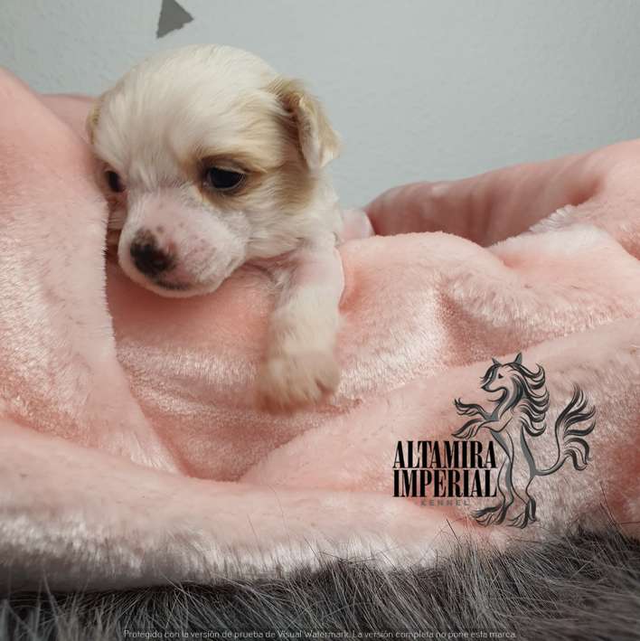 Altamira Imperial Ferrary