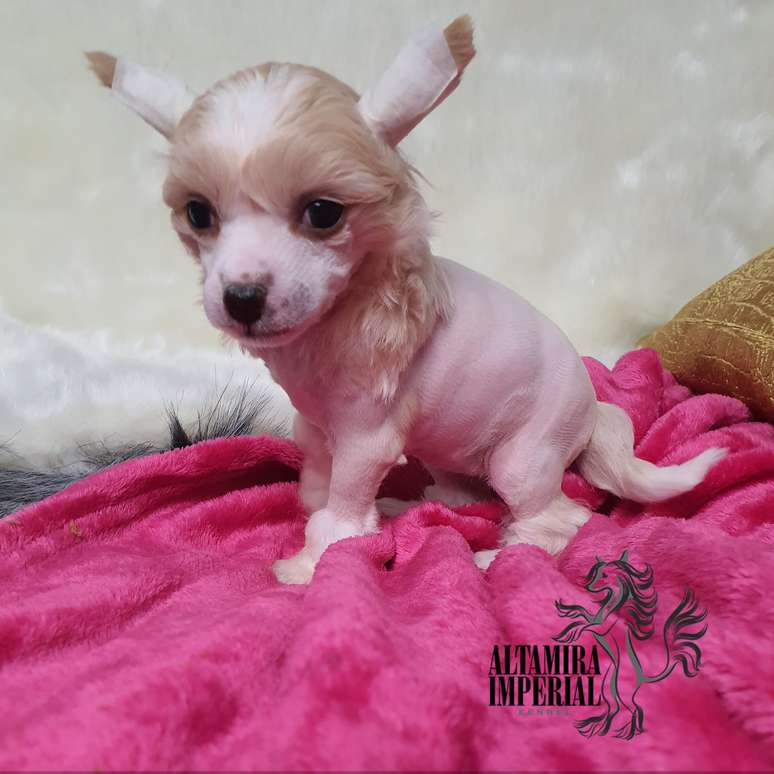 Altamira Imperial Flavia