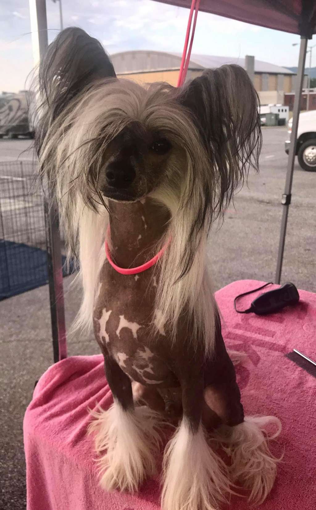 Cosmic Ringmaster of Erisse