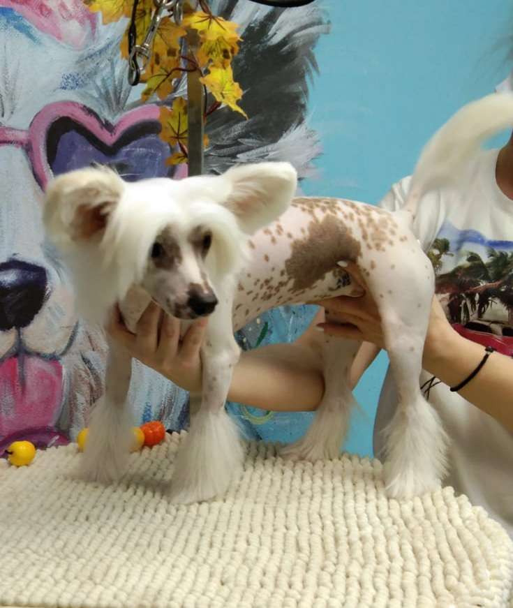 Apriori Vip Chika Latina