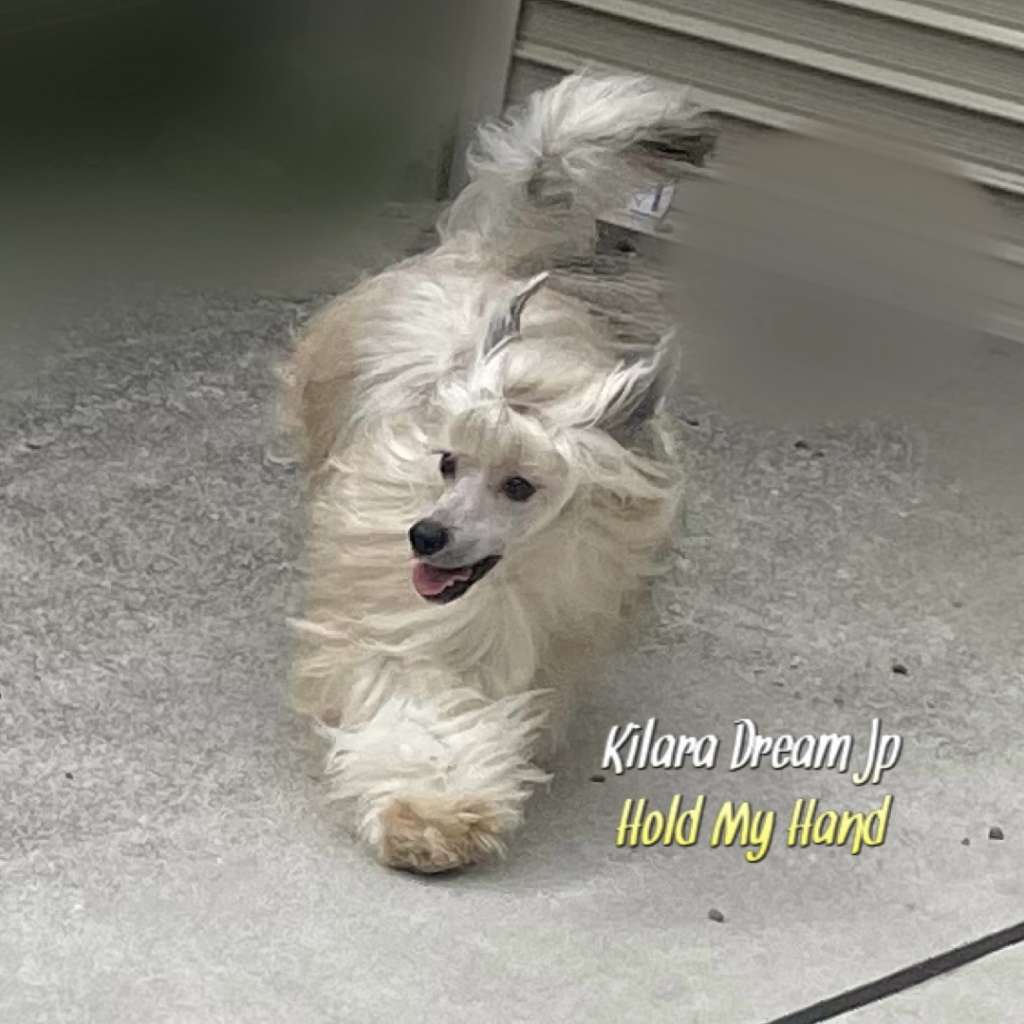 Kilara Dream Jp Hold My Hand