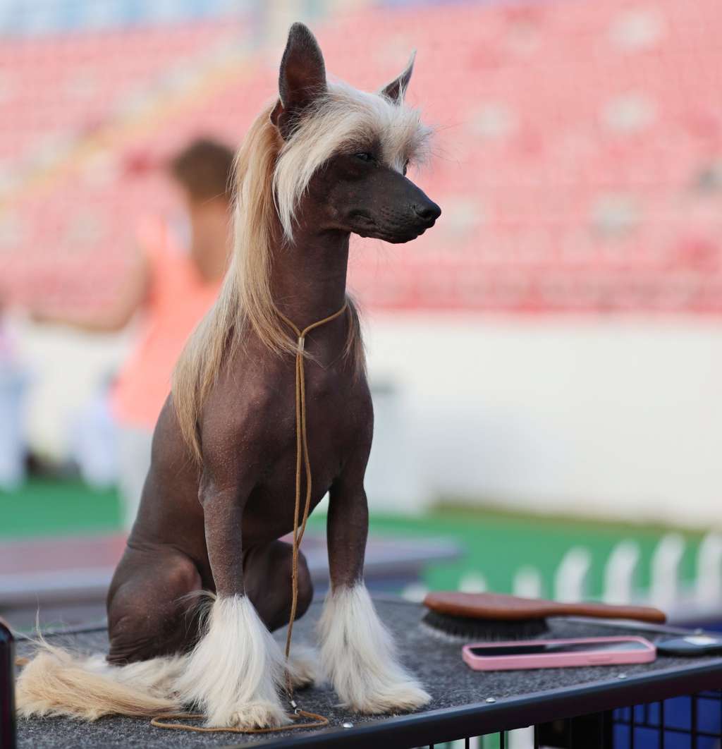 Orinoko Queen Malverne