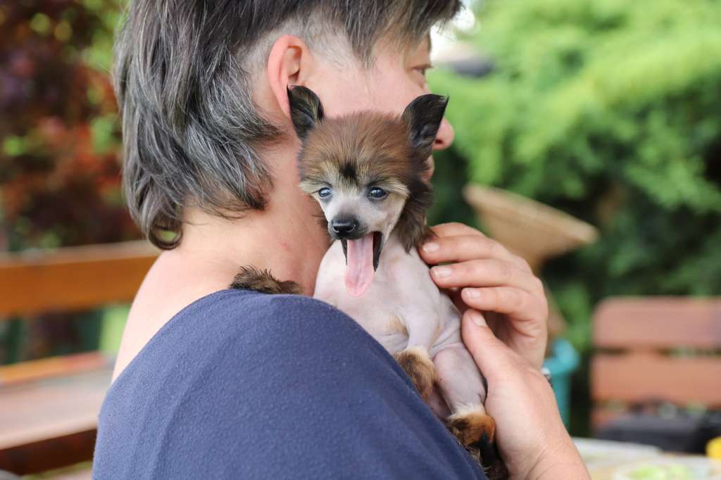 Origami Queen Malverne