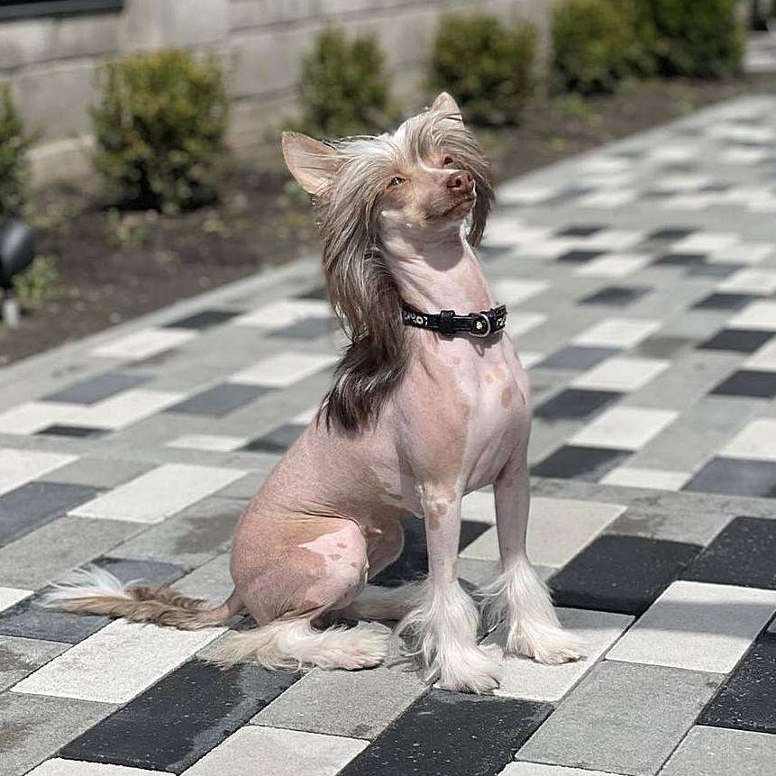 Maisie Ignea El Tiola