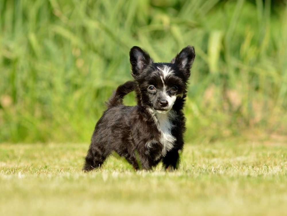 Illusion ze Zatopene chajdy