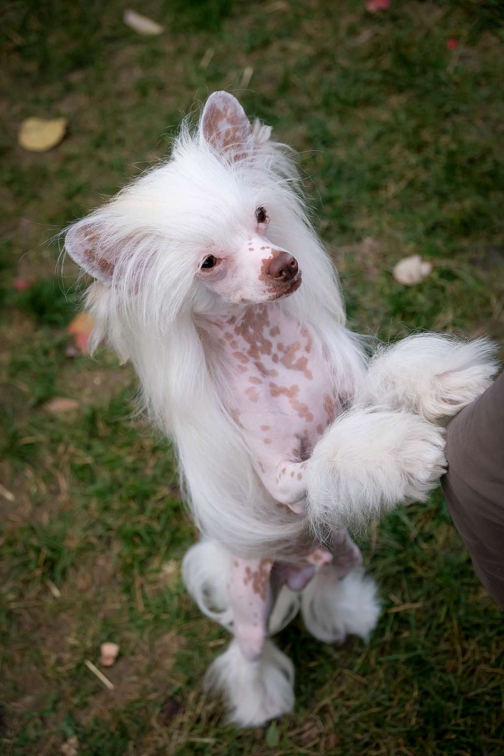 HitLine Ltd Zodiac for El Tiola