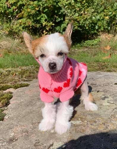 Proud Pony Your Wildest Dreams