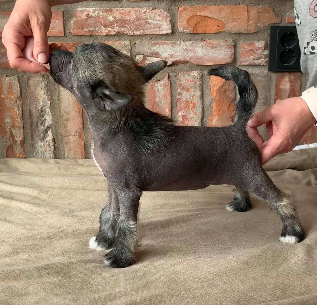 Proud Pony A Blessing In Disguise