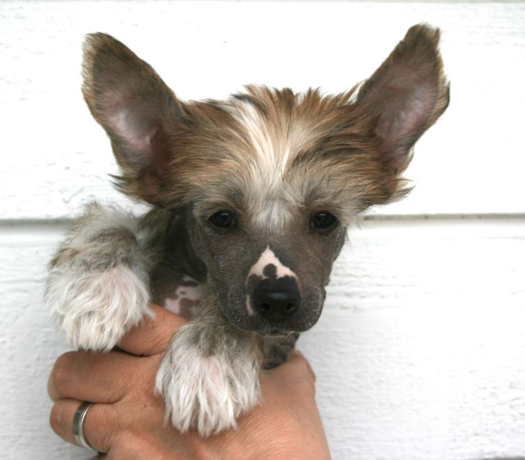 Proud Pony Asofinka Avrina