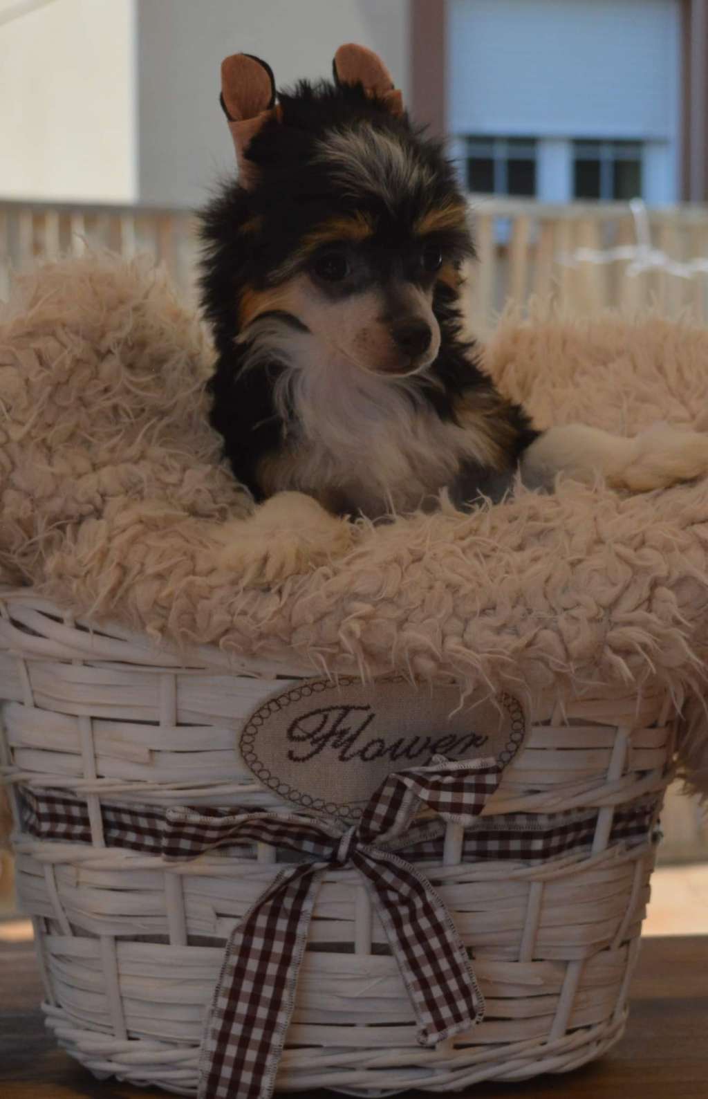 Magnus Staff Hyper Expected