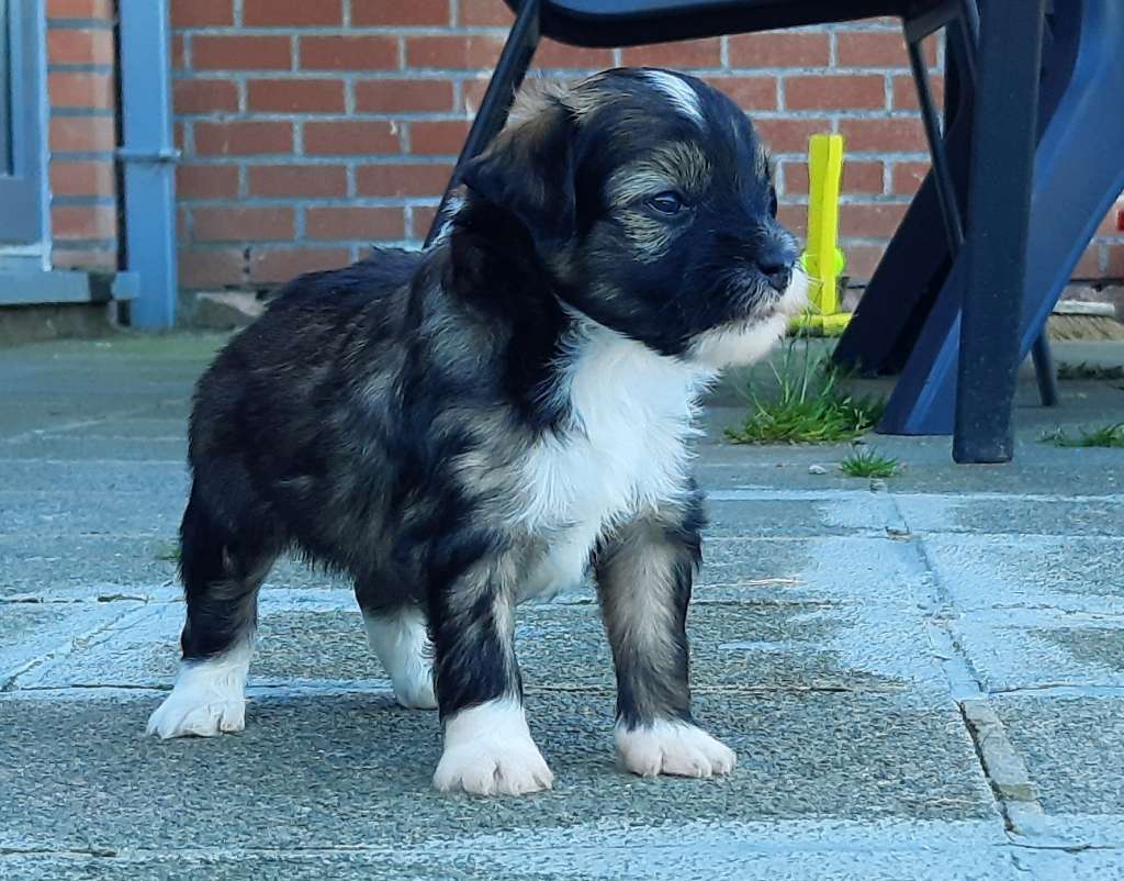 Zero Tolerance US Marshall