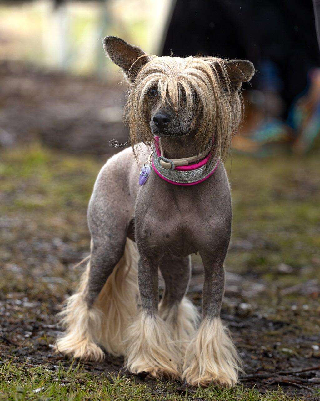 Volcancrest Maki Zenin