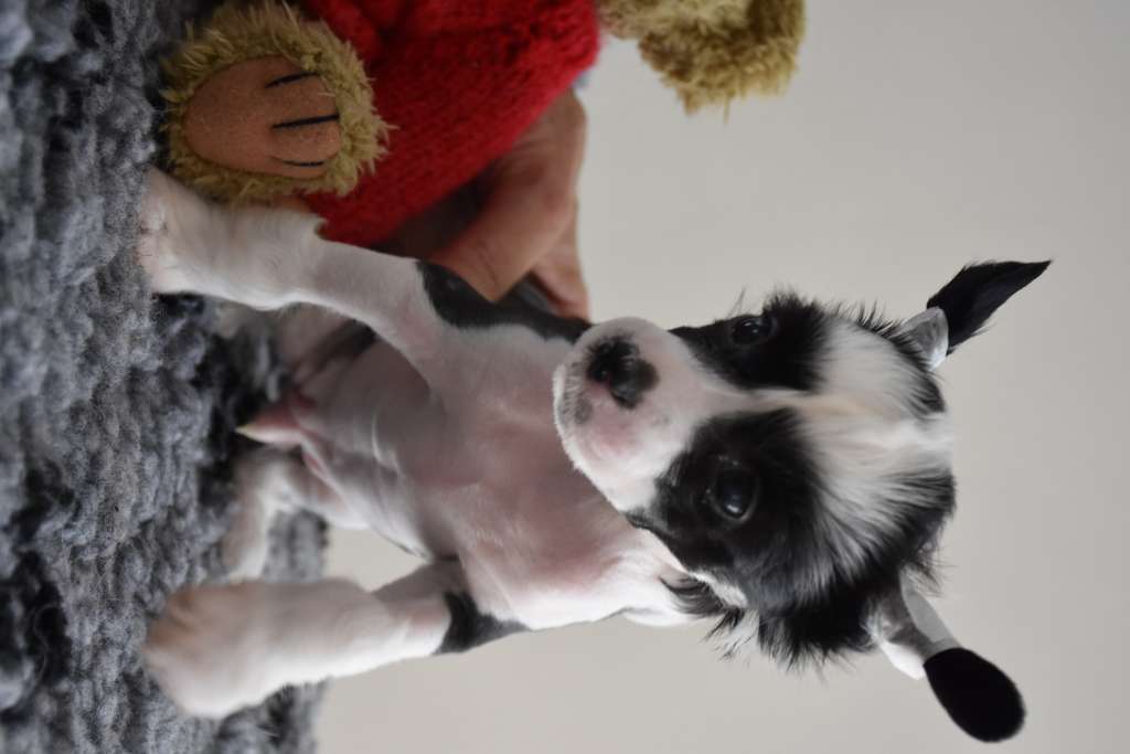 ugly of the loving dols