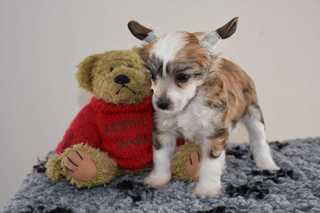 U nora of the loving dols