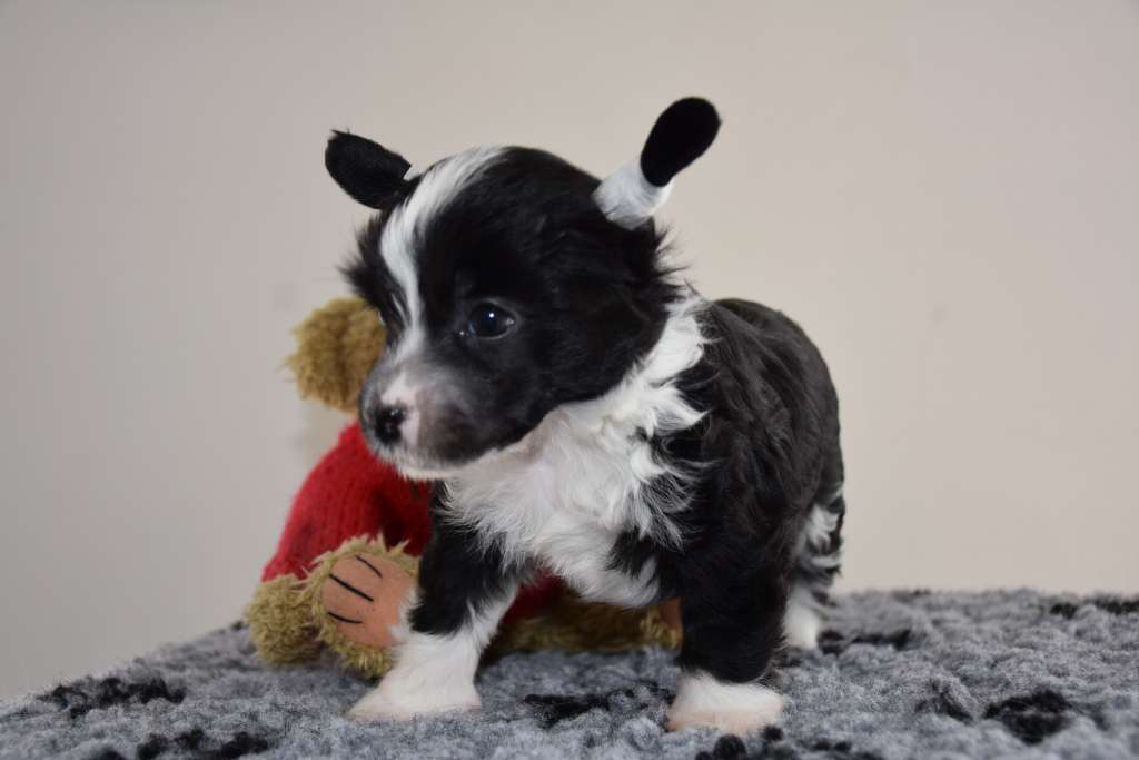 Unice of the loving dols