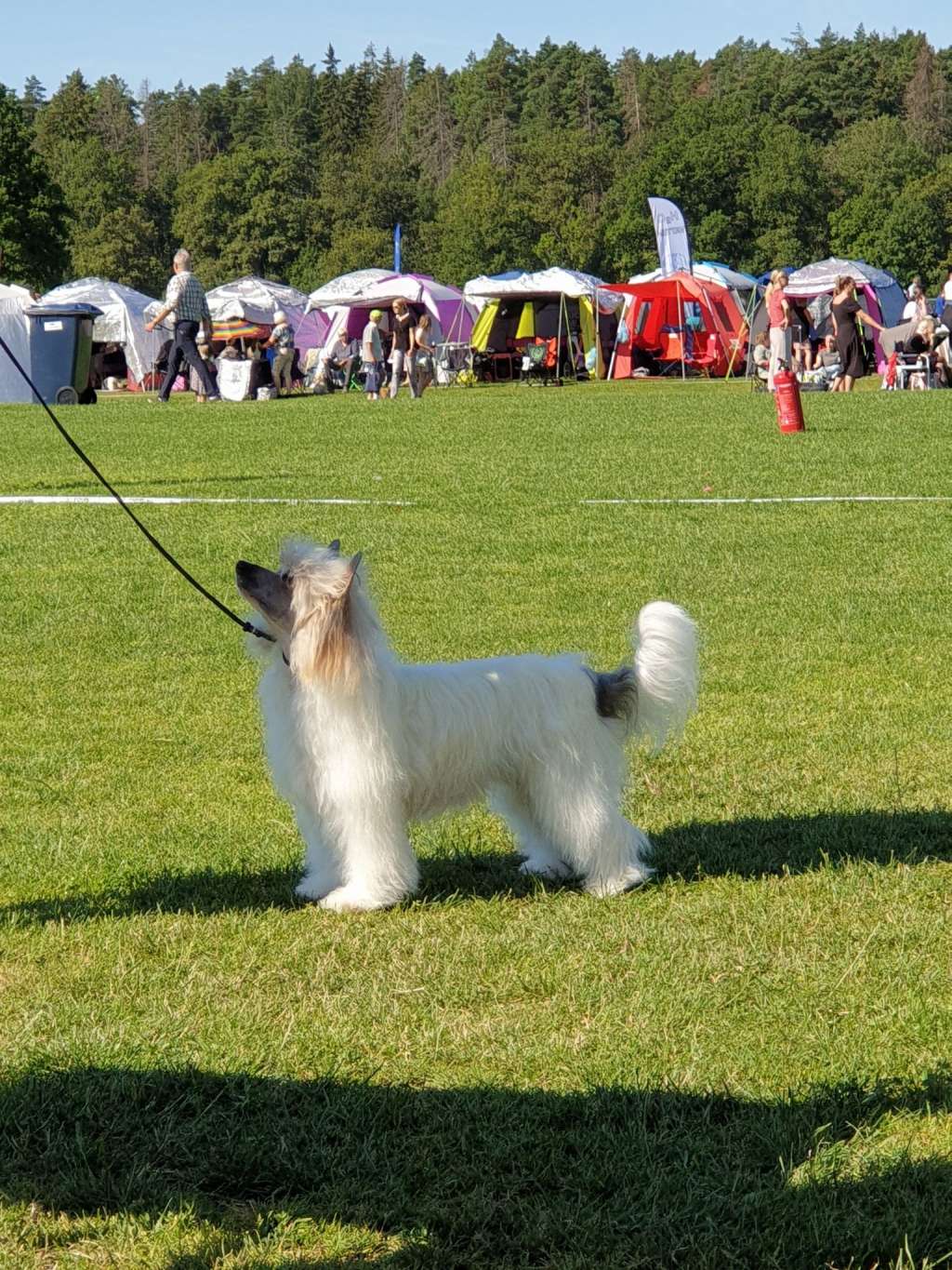 Concilio Just Love Me