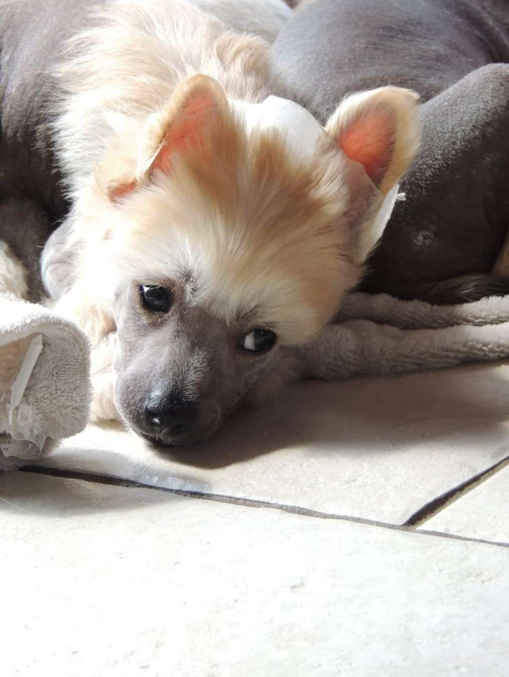 Il était une fois Ulquiorra