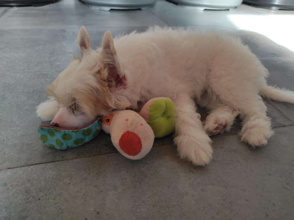 Il était une fois Unicorn of little rainbow