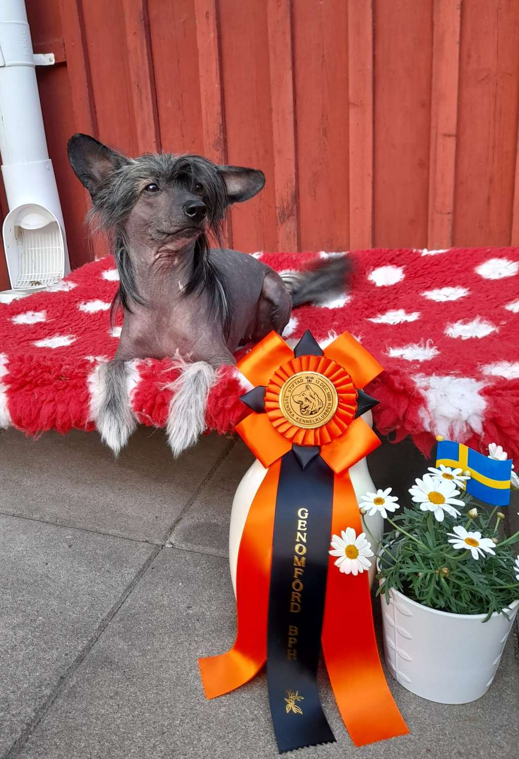 Spotifly Goodness Gracious