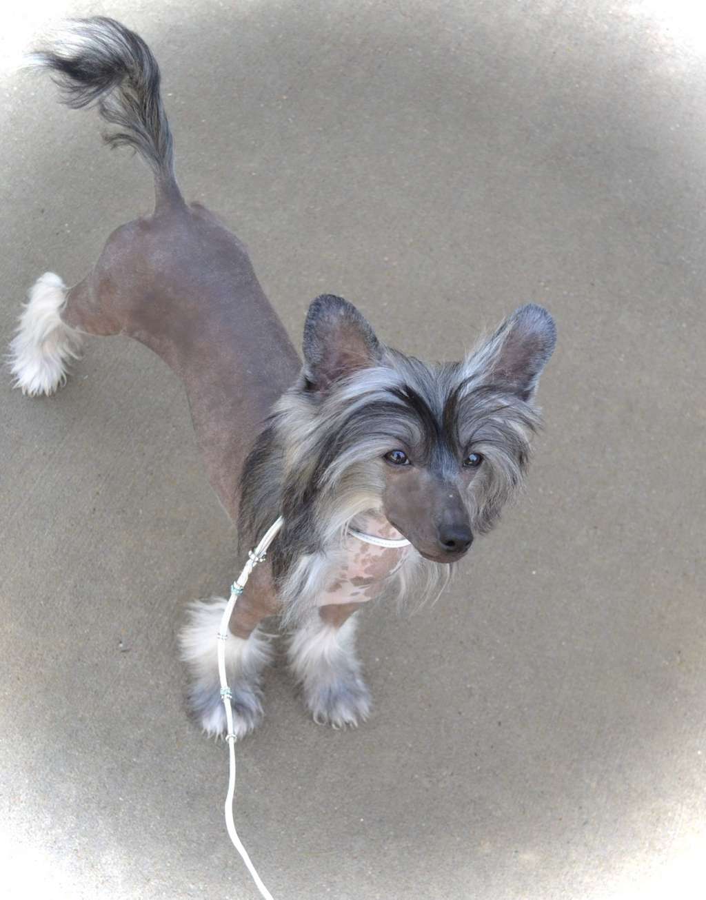 Gracieux Bee My Valentine