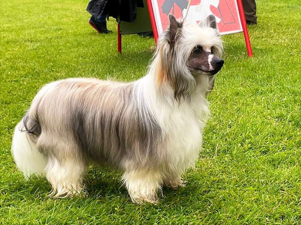 Be My Dog's BoJack Horseman