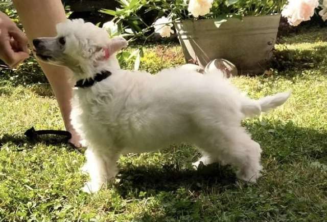 PowerBlackGirls Amadeus